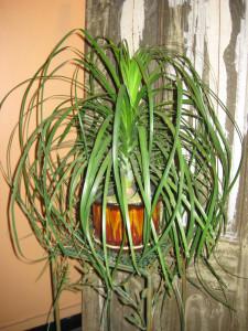 Ponytail Palm