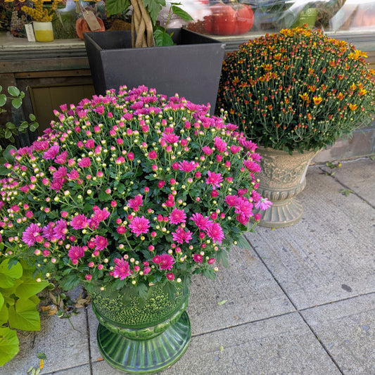 The Luxe Autumn Chrysanthemum Planter