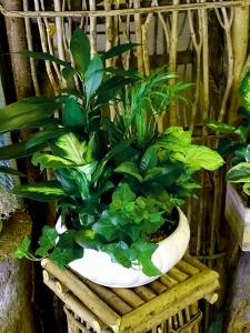 Dish Garden