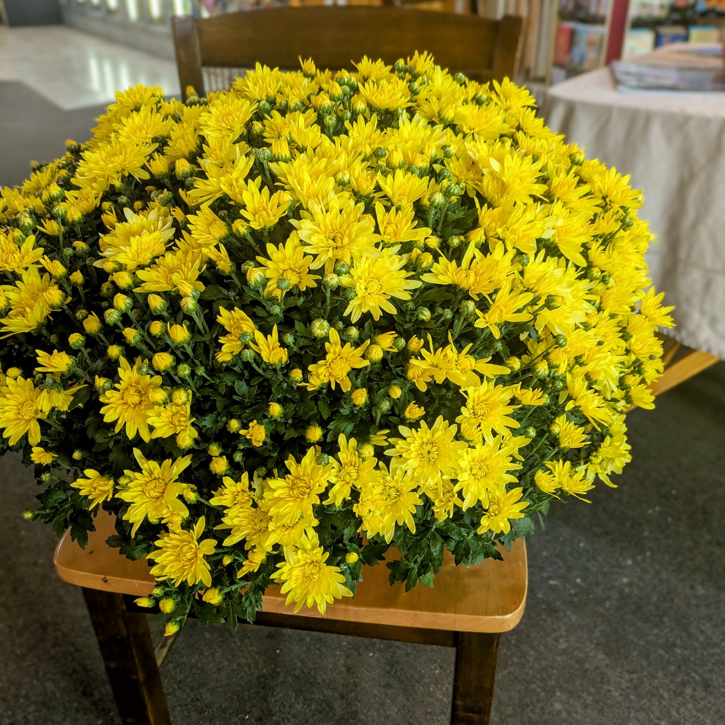 Fall Chrysanthemum Plant