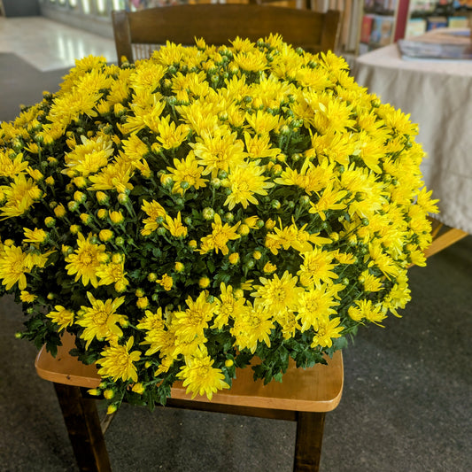 Fall Chrysanthemum Plant
