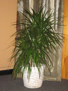 Dracaena