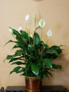 Peace Lily