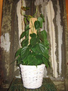 Totem Pole Philodendron
