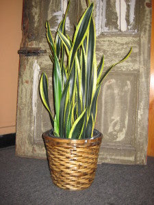 Sansevieria